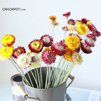 Mai Coale True Chrysanthemum - это натуральные сушеные цветы, ромашка ручной романы на дому, украшение цветочные искусство, предложение цветочниц
