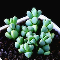 Antlee Begonia 2-3 см одиночное растение