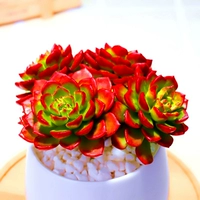 TIA много -голод