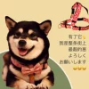 Товары от 阿彪wzq