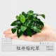 1 peony rongxiao 1