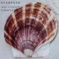 Большие цветные гребешки (4,8 юань/кусок)