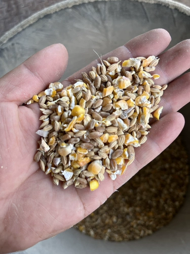 Nantong Self -из оригинальной курицы, утки и гуся.