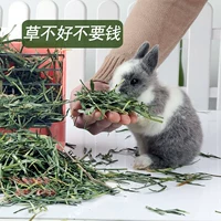Тимоти травяная нежная саженцы сушена