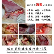 Bạn mèo thiên đường | chương trình trị liệu miễn dịch viêm miệng mèo -1 đoạn Loét miệng eosinophilic u hạt chảy nước dãi - Cat / Dog Health bổ sung