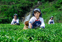 В 2022 году Anxi China China Toup собирает новую альпийскую елку Gui Ming перед тем, как чай Улун будет распределен насыпью!