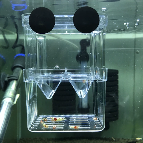 Инкубатор саженцев рыбы, прозрачная коробка для размножения рыбы в павлин