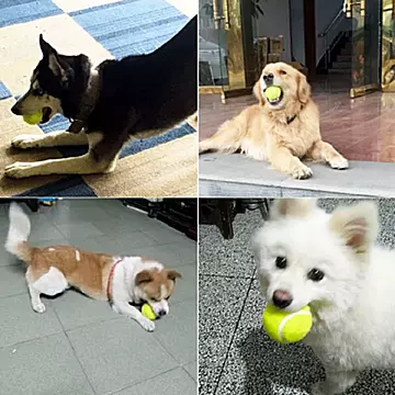 宠物狗玩具球金毛泰迪弹力球磨牙网球训练球