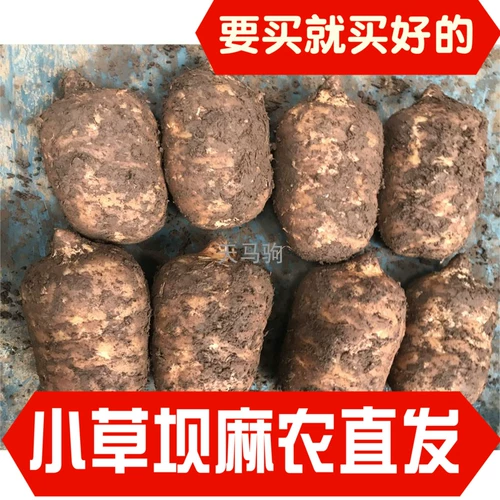 Yunnan Zhaotong Yiliang Xiaocaoba Gastrodia Products Ma Nong Прямые продажи имитация дикая свежая конопля головка головокружения 1 кг