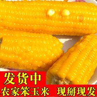 Свежая и нежная кукурузная палка, глупая кукуруза старая не -ротационная не -сластичная не -глютиновая ферма, старая разнообразия старых сортов желтой кукурузы 5 фунтов