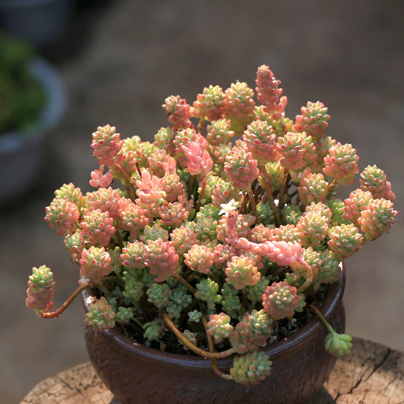 花团锦多肉植物散群生大株多头维尼美家净化空气肉肉绿植盆栽花卉