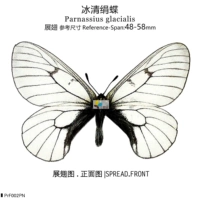 Bingqing шелковая бабочка Parnassius glacialis wings 48 ~ 58 мм маленький сини