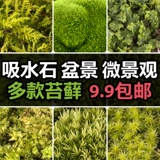 Hermia Moss Moss Plant Plant Micro -Wlandscap