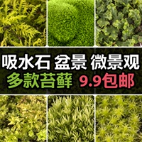 [青苔苔藓植物微景观鲜活种子上水石吸水石盆栽盆景仿真台藓草铺面]