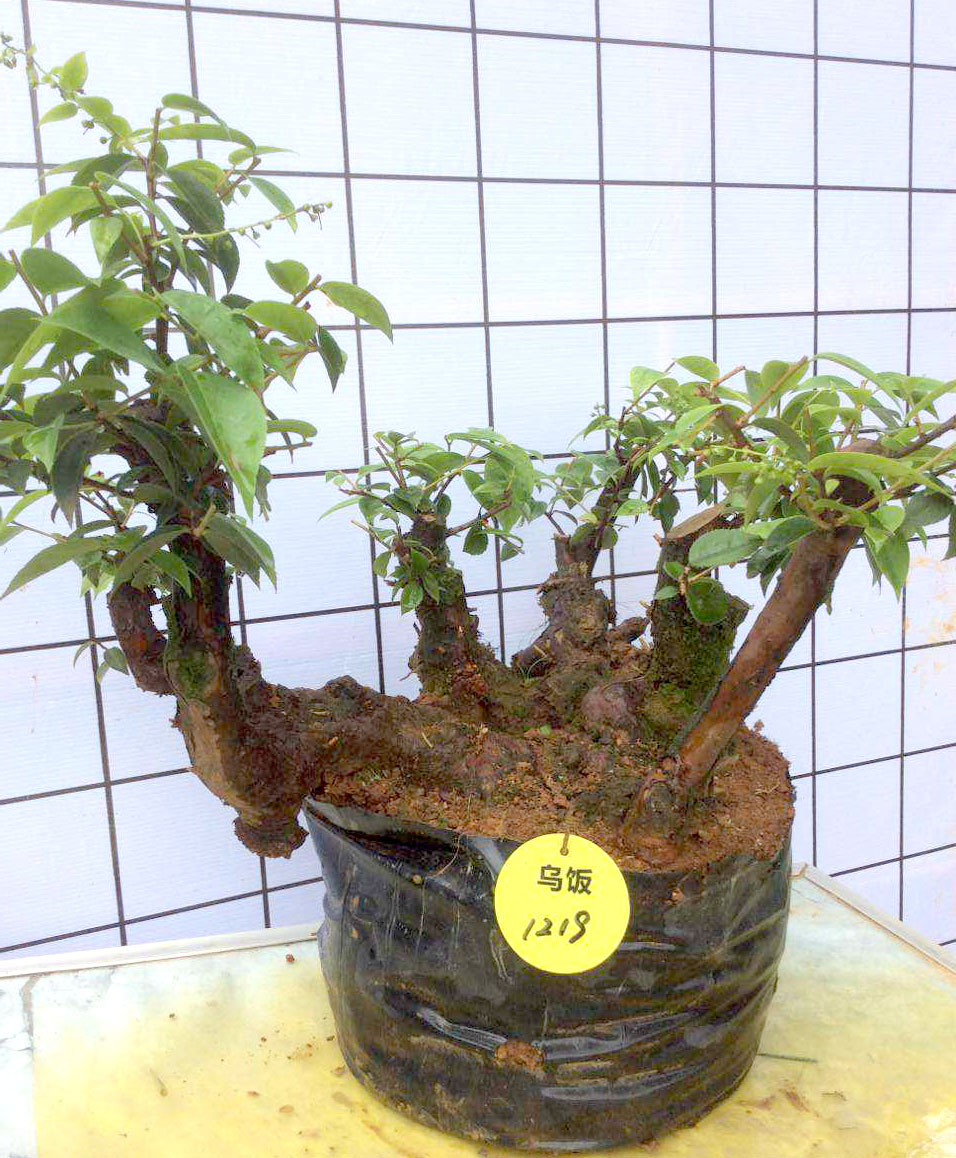 新品乌饭树桩盆景熟桩实物发货天然绿色植物桌面盆栽阳台花卉包邮