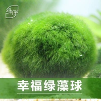 Зеленые водоросли мяч Маленький рыбный аквариум ландшафтный декоративный