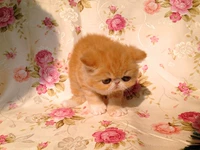 Jiji Famous Cat CFA зарегистрированный кот дом Purebred Gefi Cat Red Tabby Saster продала Nanjing