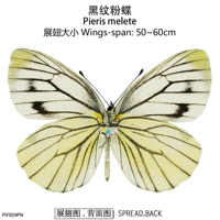 Черная узор розовая бабочка Pieris Melete 50-60 мм