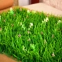 Cỏ nhân tạo có hoa Trong nhà giả cỏ xanh cây cỏ cao mã hóa ban công trang trí sân cỏ mô phỏng - Hoa nhân tạo / Cây / Trái cây cây mai giả trang trí tết