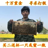 Стучащий медведь активно свежее пчелиное желе pore farm Home Натуральная рука копает пчело