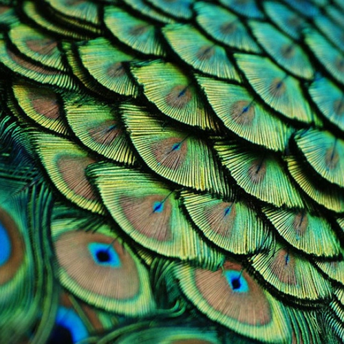 Чистое натуральное павлинное перо золото таблет