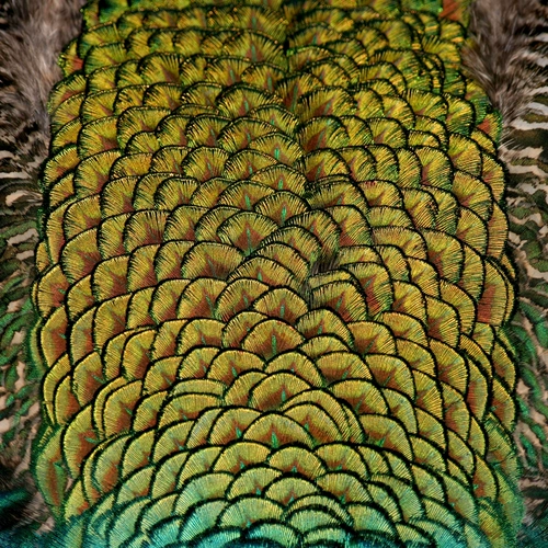 Чистое натуральное павлинное перо золото таблет