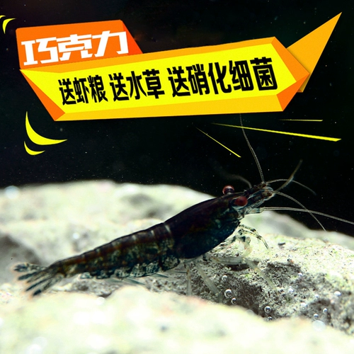 Наблюдение за креветками шоколадный рис -креветки черные король Kong Kong Rice Shrimp Pet Living Crimp