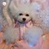 Mùa hè chó quần áo mèo khí pyjama teddy tóc vàng chó nhỏ quần áo mùa hè quần áo mỏng vật nuôi - Quần áo & phụ kiện thú cưng quần áo chó Quần áo & phụ kiện thú cưng