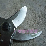 Пять корон-жениха