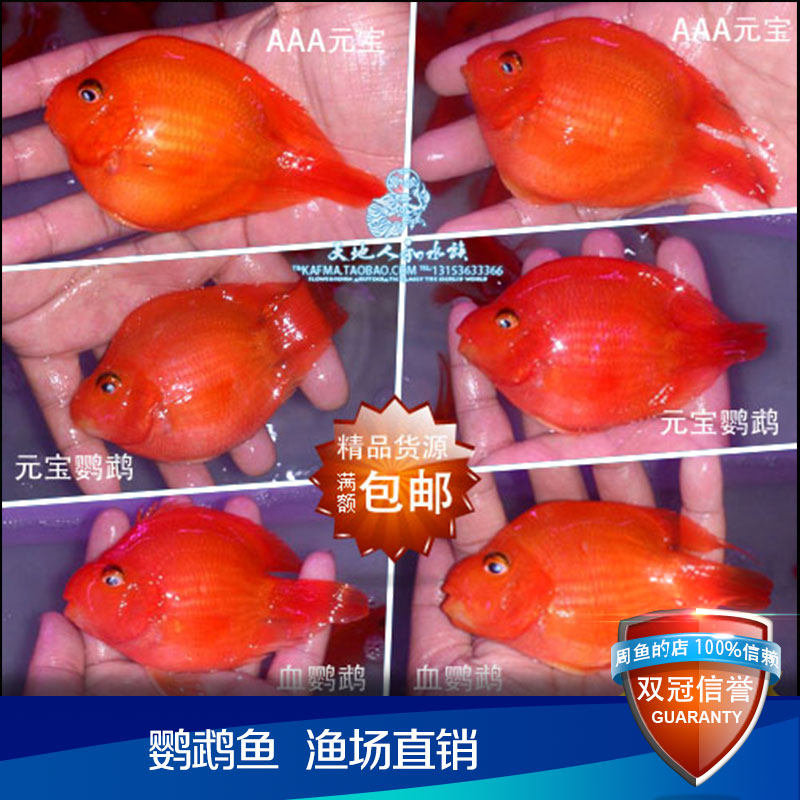 保红正宗台湾产元宝鹦鹉鱼苗发财鱼红财神风水鱼热带鱼观赏鱼包活-淘宝网