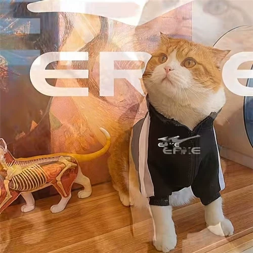 Осенний черный спортивный костюм, толстовка с молнией, куртка, популярно в интернете