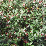 Садовая вишня Хайди Цитрусовые гранат гранат гранат мандарин кумкват дерево и абрикосовое дерево плодные дерево