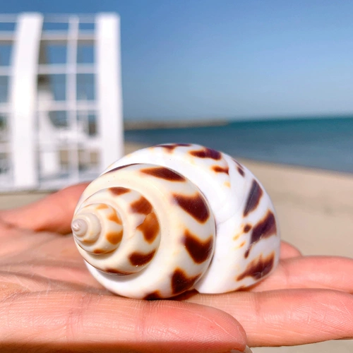 Dongfeng Snail Sparko Natural Conch Shell Tank Танк ландшафтный оболоч