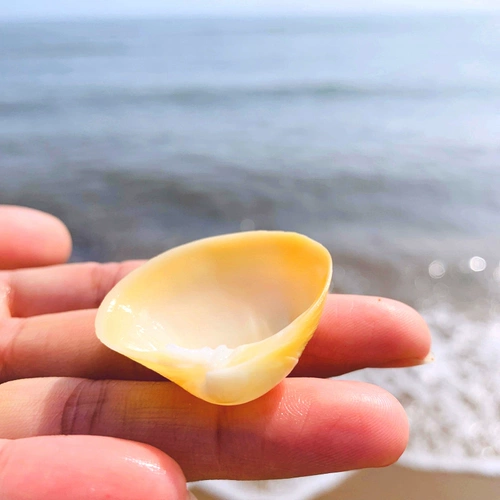 Яичная кровать натуральная раковина для маленькой раковины макет настенные наклейки