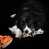 Chó ăn vặt vật nuôi đào tạo phần thưởng giải pháp thực phẩm Teddy VIP hơn gấu puppy Golden Retriever gà thái lát thịt bánh chó Đồ ăn vặt cho chó