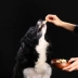 Chó ăn nhẹ thú cưng huấn luyện chó để nước mắt trái cây và rau củ phô mai thịt khô Teddy gấu vàng lông đẹp mắt