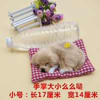 Маленький цвет кожи спящей собаки