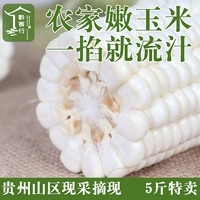 Специализированный фермерский дом Гуйчжоу выбирает белую клейкую кукурузу 5 кот, бесплатная доставка свежей кукурузной палочки самостоятельно самим