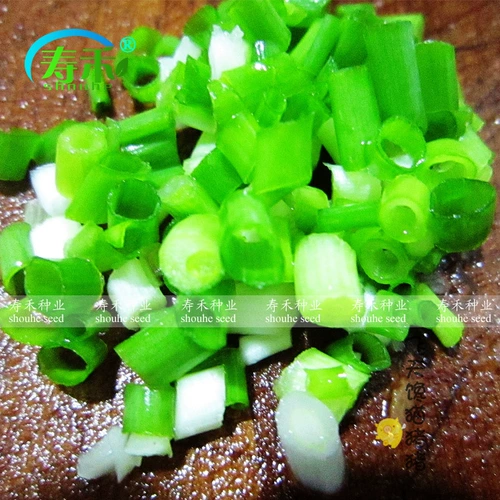 Four Seasons Seed Seedlings