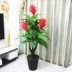Cây giả hoa anthurium hoa giả chậu trồng cây sàn lớn cây xanh phòng khách trong nhà hoa trang trí mô phỏng cây nhựa hoa - Hoa nhân tạo / Cây / Trái cây Hoa nhân tạo / Cây / Trái cây