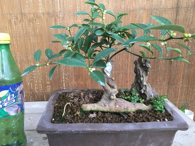 金豆盆景老桩金豆熟桩盆景野生金豆桔盆景橘子观花类观果类盆景