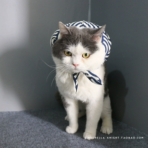 Мастер собирается убежать!Pet Dog Puppies Bazaar Ying Siam Cat Little Barry продает милые подушки кошки шарфы