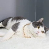 Ожерелье Большого Брата ~ Супер полишные собаки для питомца и кошачья золотая цепочка