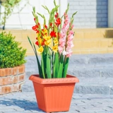 Али ирис Пластиковой цветочный бассейн Основанный в горшке из горшки из горшка из горшка -бассейна растительный бассейн
