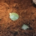 Rùa ngủ đông cung cấp đất mùa đông ấm cát rêu leo ​​vật nuôi tự nhiên đặc biệt đất dừa dừa dừa rùa Brazil - Nguồn cung cấp vườn