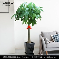 1,8-1,9 метра одиночный выстрел [черный квадратный фарфоровый горшок]