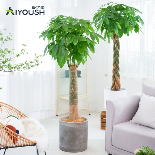 爱优尚 Фортуна для горшкового растения Большой растение гостиной Офис Офис Одинокий коврики Большой переезд и открытые зеленые растения