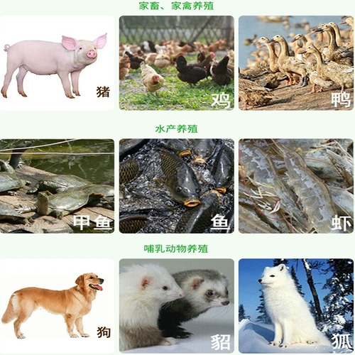 Подлинный порошок рыбы TASA, перуанская рыба порошковая собака, свиная, куриная лиса, питомец -рисовая приманка пита