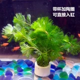 Green Chrysanthemum Aquatic Box Live Live Screenge Package Package после новичка
