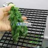 Green Chrysanthemum Aquatic Box Live Live Screenge Package Package после новичка